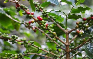 What You Should Know Before Buying Green Coffee Beans