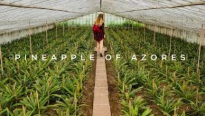 How Azoreans Grow the Best Pineapples in the World [Video]